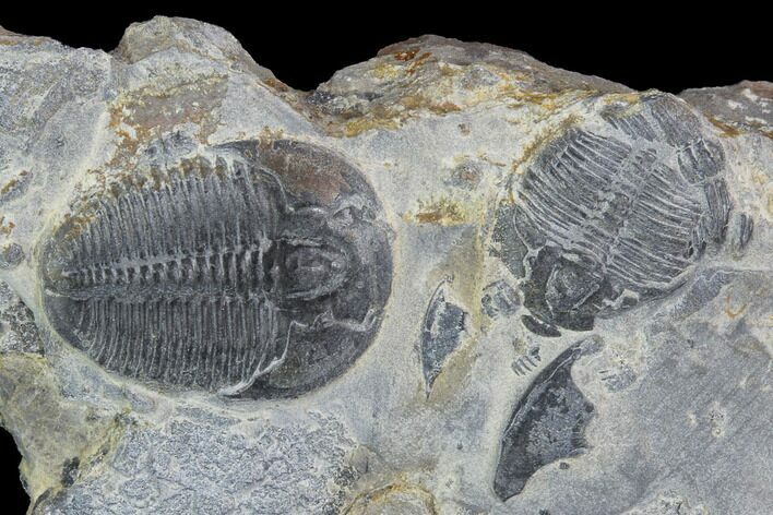 Elrathia Trilobite Fossil - Utah #97181